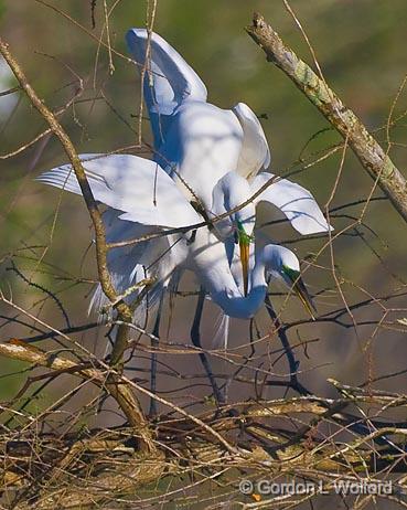 Breeding Egrets_45554.jpg - Great Egret (Ardea alba)Photographed at Lake Martin near Breaux Bridge, Louisiana, USA.